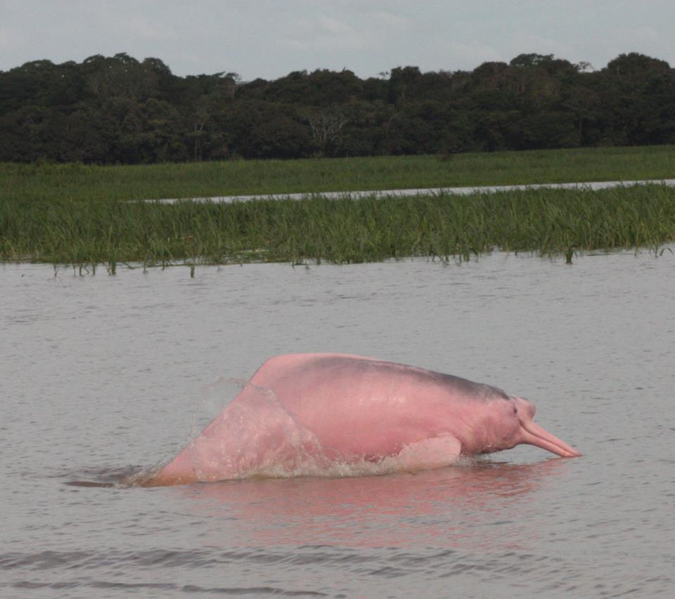 Pink river dolphin - Wezzdy del Toro.jpg